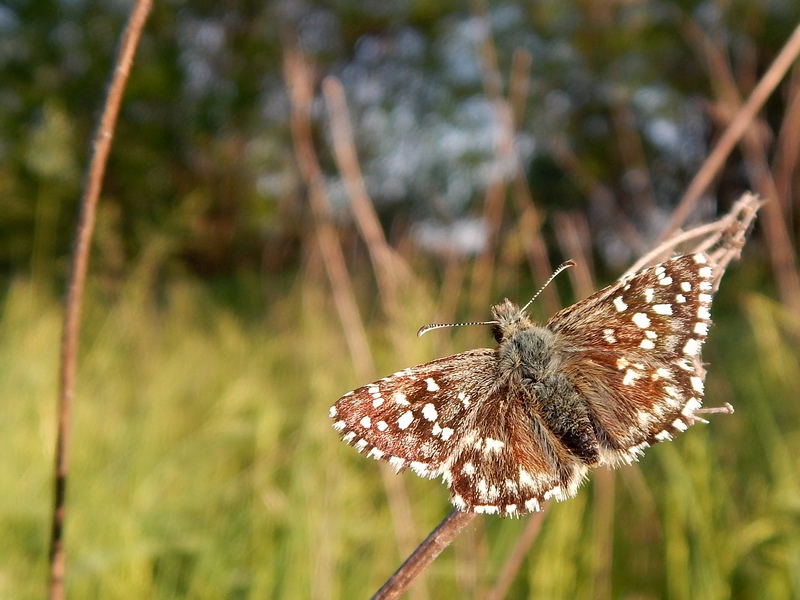 Pyrgus malvoides